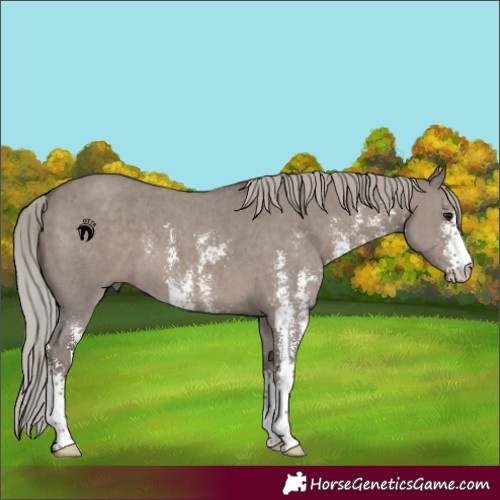 Horse Color:Silver Grullo Sabino