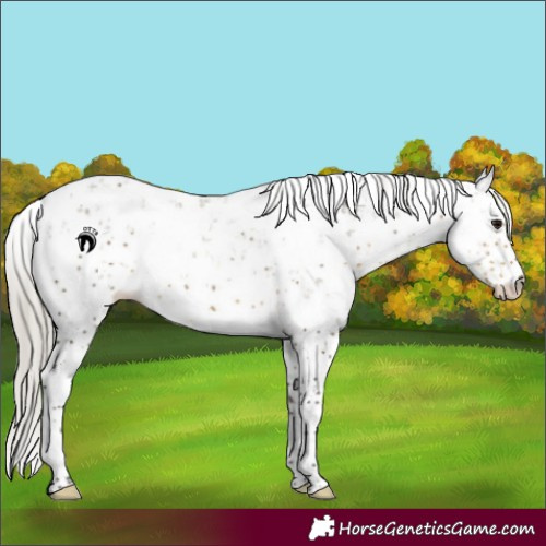 Horse Color:Silver Smoky Grullo Sabino