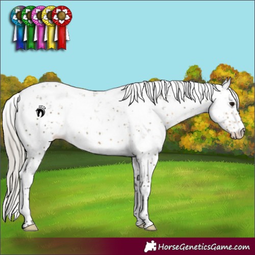 Horse Color:Silver Smoky Grullo Sabino 