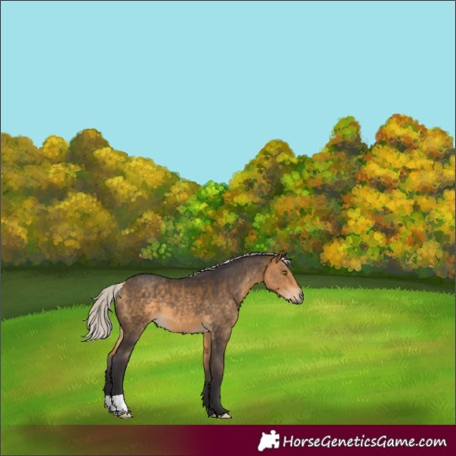Horse Color:Silver Buckskin 