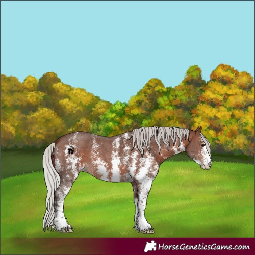 Horse Color:Silver Brown Sabino