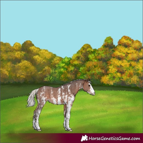Horse Color:Silver Brown Sabino 
