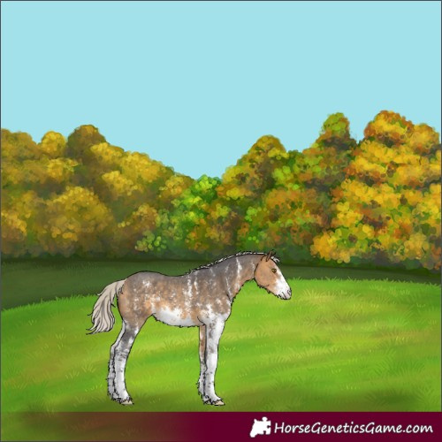 Horse Color:Silver Buckskin Sabino