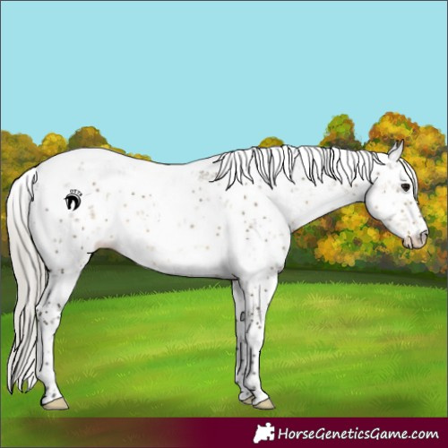 Horse Color:Silver Smoky Grullo Sabino
