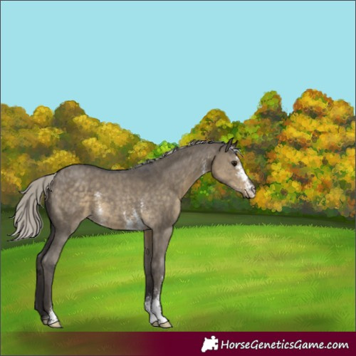 Horse Color:Silver Smoky Grullo Sabino 