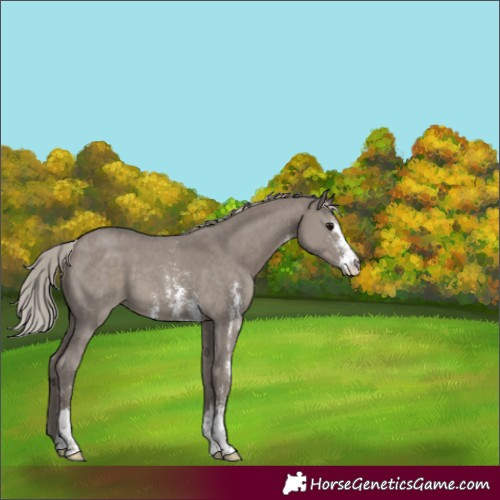 Horse Color:Silver Grullo Sabino 