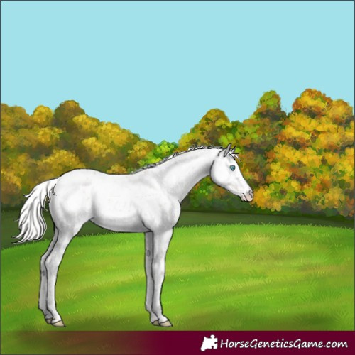 Horse Color:Silver Smoky Creme Dun Sabino 