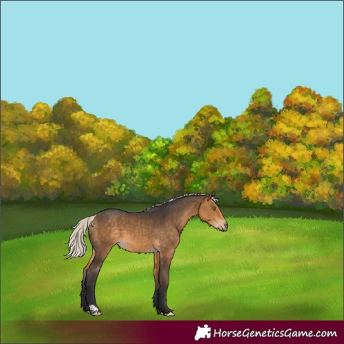 Horse Color:Silver Buckskin 