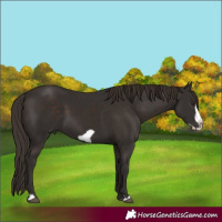 Horse Color:Liver Chestnut Frame