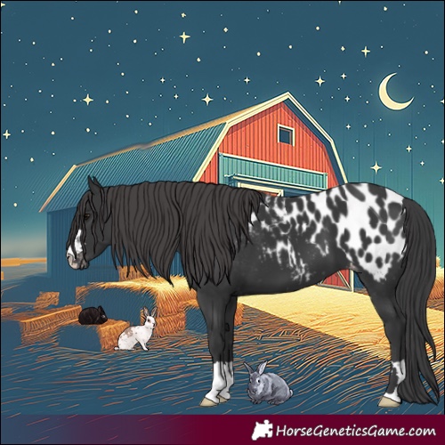 Horse Color:Black Appaloosa 