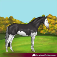 Horse Color:Smoky Black Splash