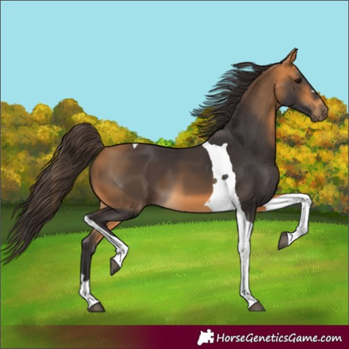 Horse Color:Buckskin Tobiano 