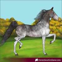 Horse Color:White Spotted Brown Tobiano 