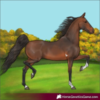Horse Color:Bay Tobiano 