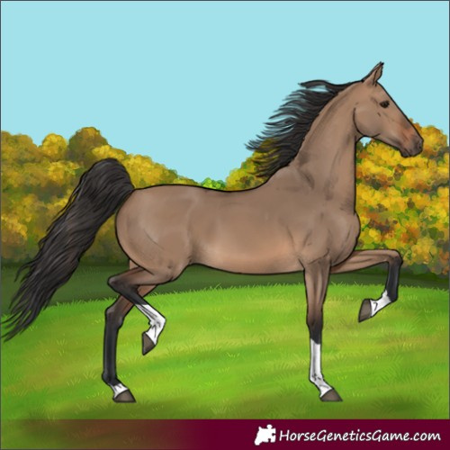 Horse Color:Brown Dun Tobiano 