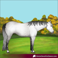 Horse Color:Gray Grullo 