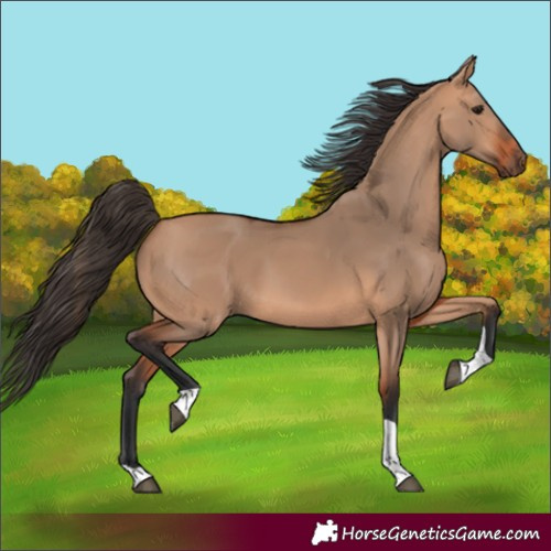 Horse Color:Bay Dun Tobiano 