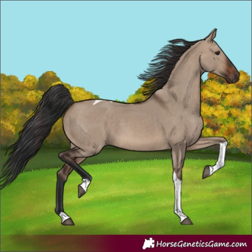 Horse Color:Brown Dun Tobiano 