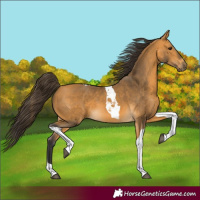 Horse Color:Buckskin Tobiano 