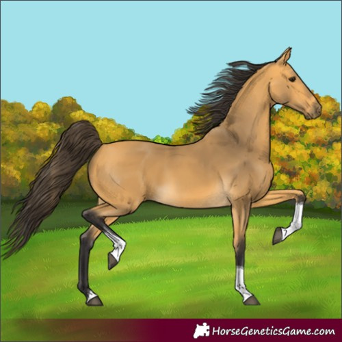 Horse Color:Buckskin Tobiano 