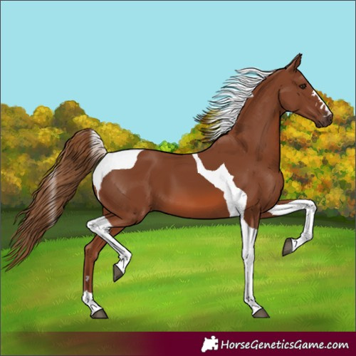 Horse Color:Chestnut Tobiano 