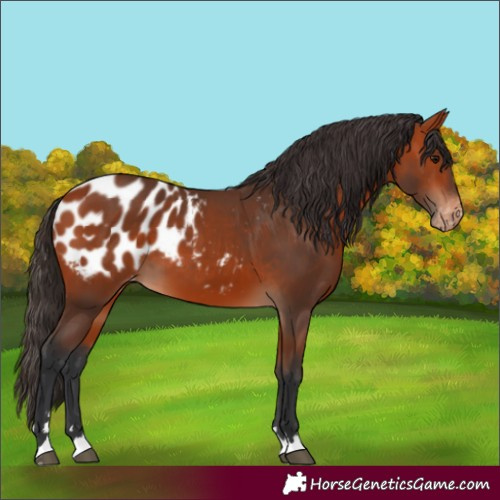 Horse Color:Bay Appaloosa 