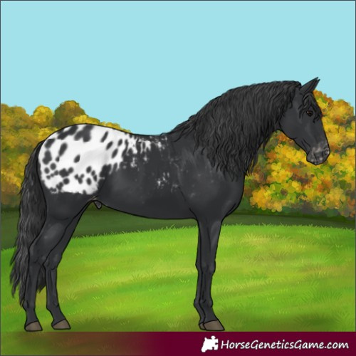 Horse Color:Black Appaloosa 