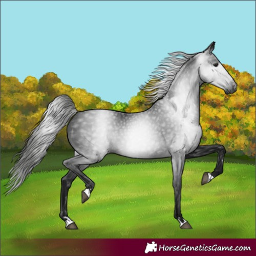 Horse Color:Gray Black 