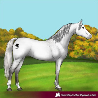 Horse Color:Gray Silver Blue Roan Blanket 