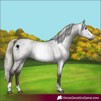 Horse Color:Gray Silver Blue Roan Appaloosa 