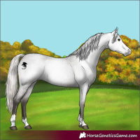 Horse Color:Gray Silver Blue Roan Appaloosa 