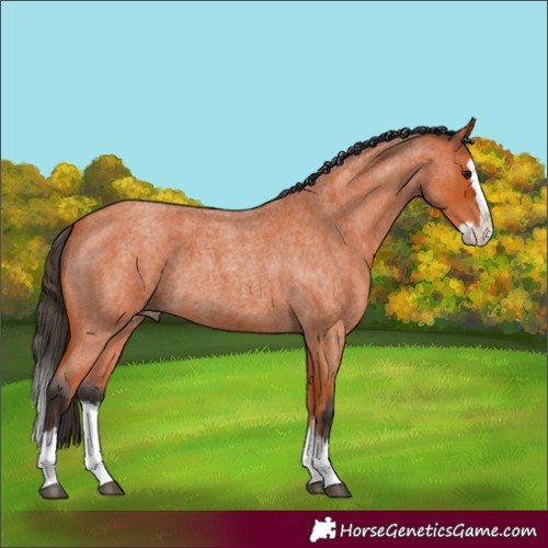 Horse Color:Bay Roan Splash 