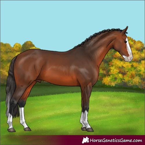 Horse Color:Bay Splash 