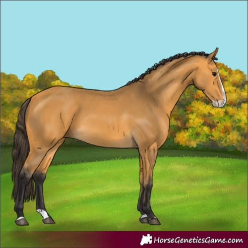 Horse Color:Buckskin Splash 
