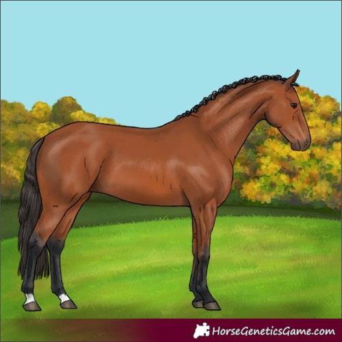 Horse Color:Bay 