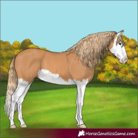 Horse Color:Chestnut Splash 