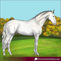 Horse Color:Palomino Dun Sabino Splash Appaloosa 