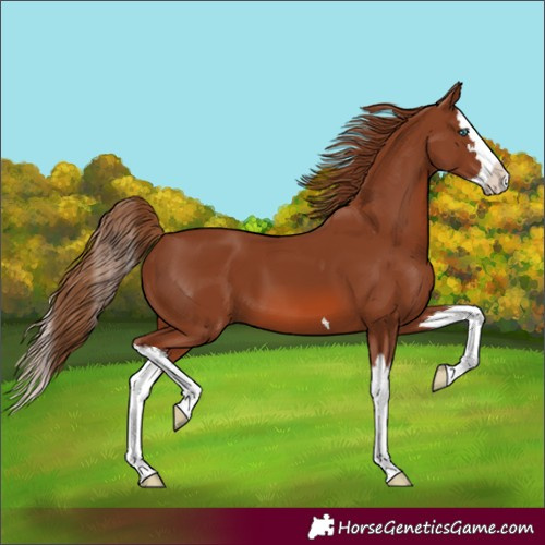 Horse Color:Chestnut Splash 