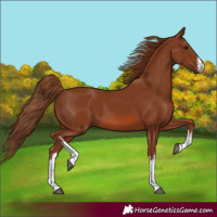 Horse Color:White Spotted Chestnut 