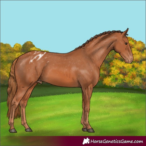 Horse Color:Chestnut Blanket 