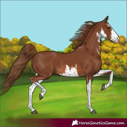 Horse Color:White Spotted Chestnut 