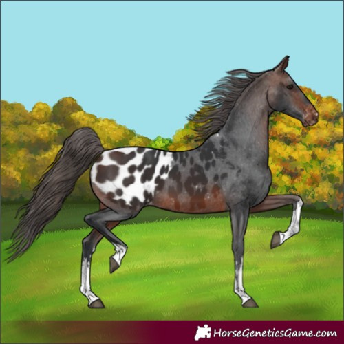 Horse Color:White Spotted Brown Appaloosa 
