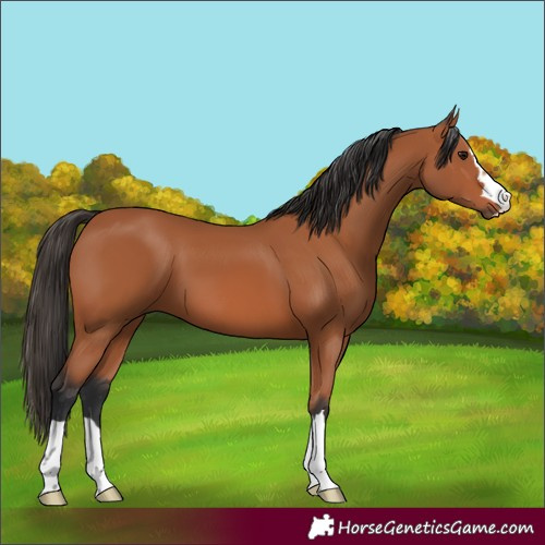 Horse Color:Bay 
