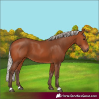 Horse Color:Silver Bay 