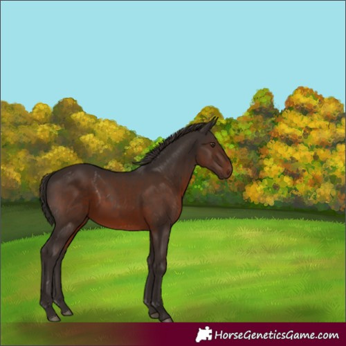 Horse Color:Liver Chestnut 