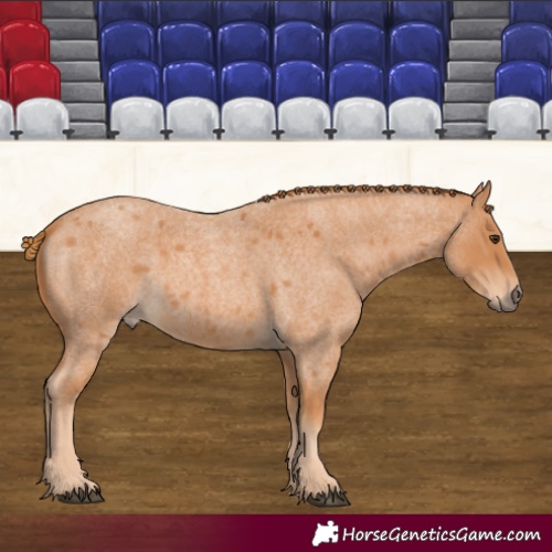 Horse Color:Red Roan 