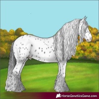 Horse Color:Black Appaloosa