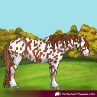 Horse Color:Chestnut Appaloosa 