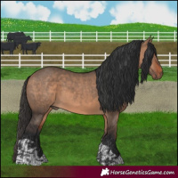 Horse Color:Bay Dun  and Bay Dun 