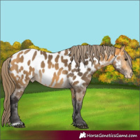 Horse Color:Buckskin Near Leopard 